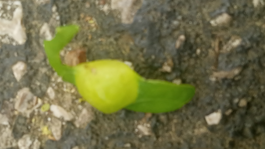 Spongy Oak Apple Gall Wasp From Sunset Hills MO USA On May 1 2023 At