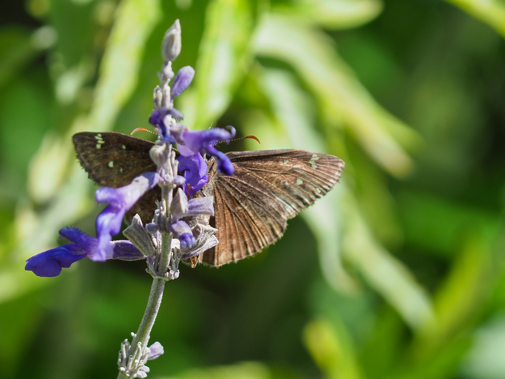 Horace S Duskywing From Mueller Austin TX USA On May 01 2023 At 11