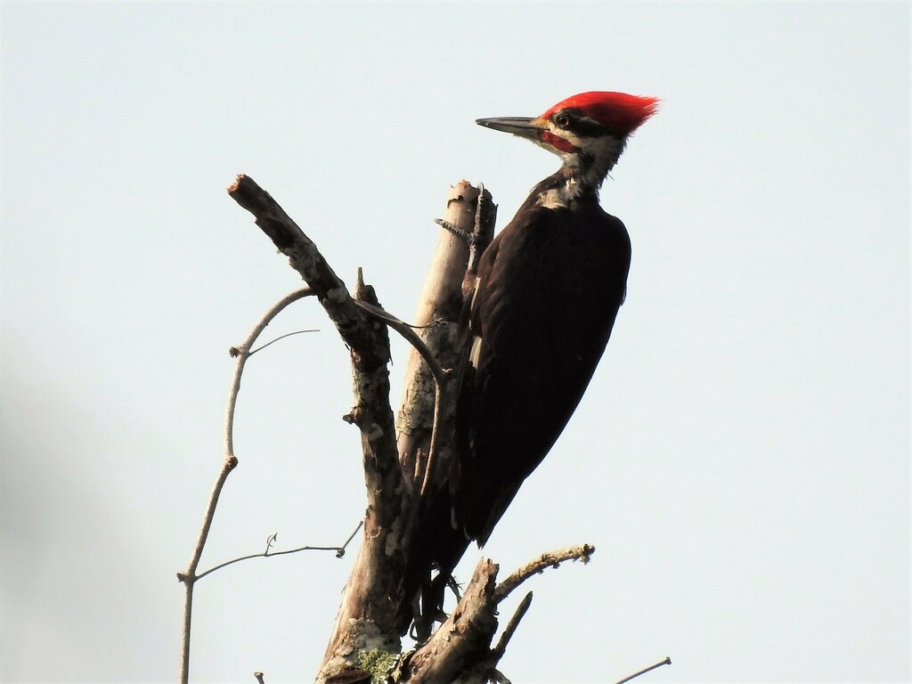 Pileated Woodpecker From Arthur R Marshall Loxahatchee Wildlife Refuge