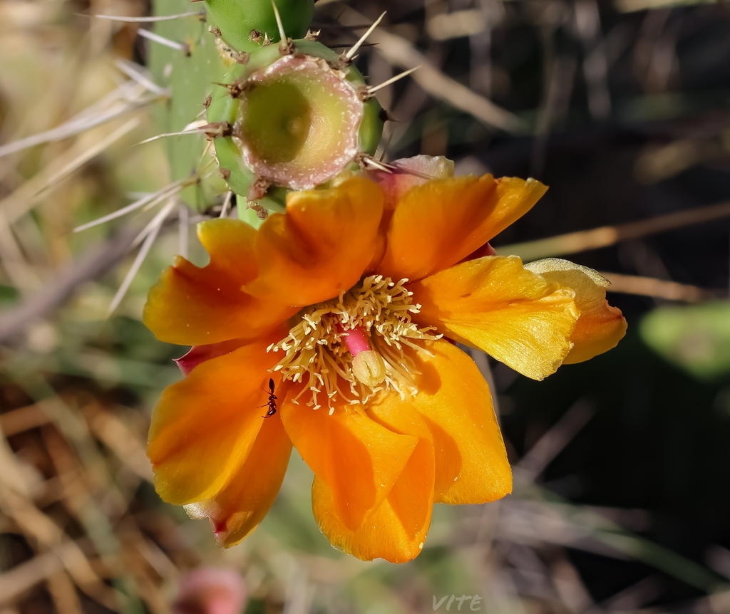 Opuntia lasiacantha from Santa Fe Zedec Sta Fé Ciudad de México CDMX