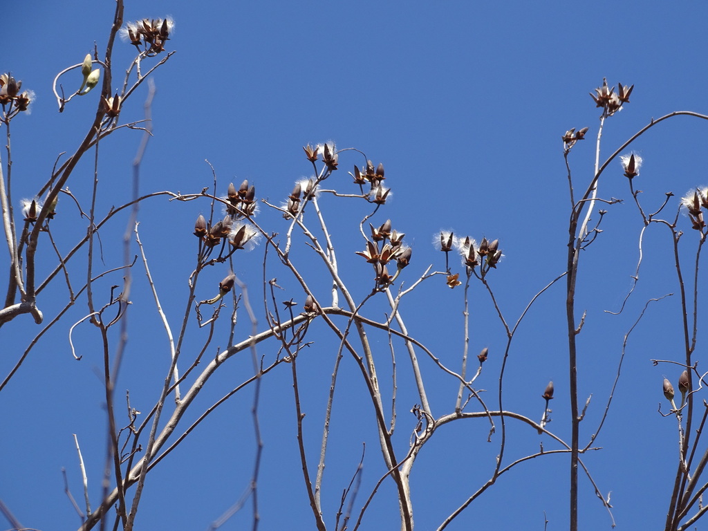 Ipomoea Arborescens From El Fuerte Sin M Xico On April At