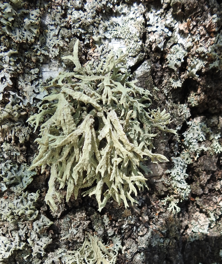 oakmoss lichens from Железногорский р н Курская обл Россия on May 2