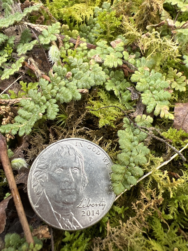 Hairy Lip Fern From Montgomery County Chesapeake And Ohio Canal