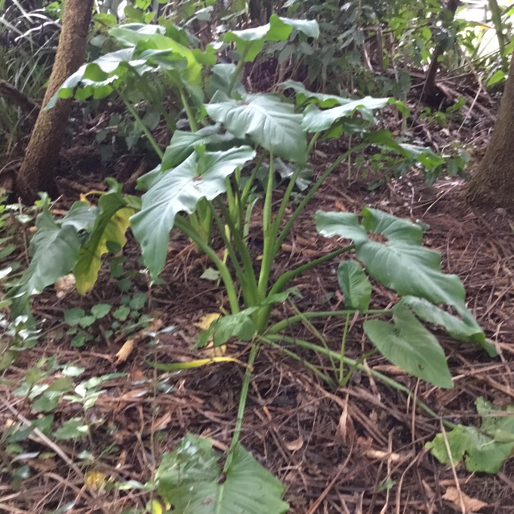 Calla Lily From Blockhouse Bay Auckland New Zealand On May