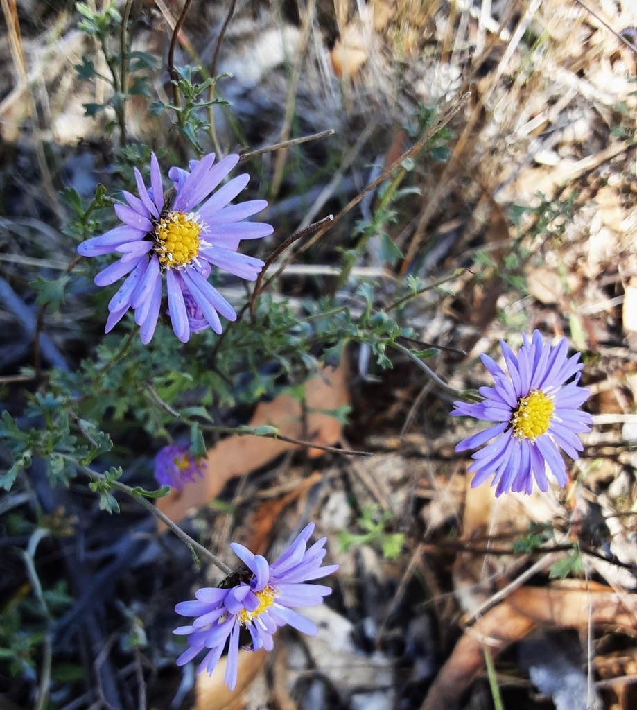 Purple Burr Daisy From Gardens Of Stone SCA Cullen Bullen NSW 2790