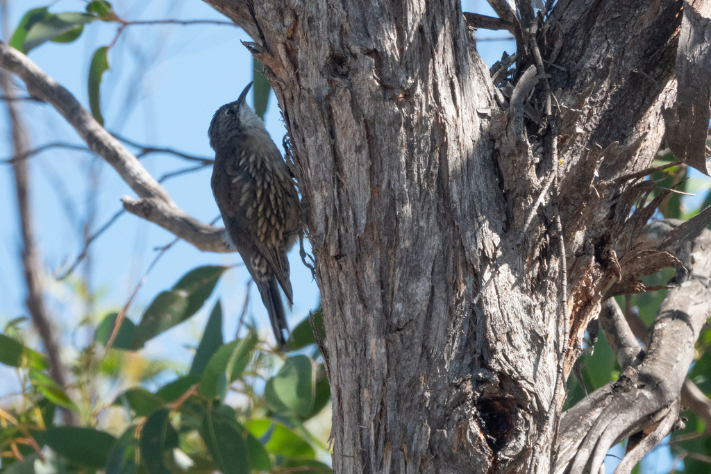 White Throated Treecreeper From Douglas VIC 3409 Australia On March 19