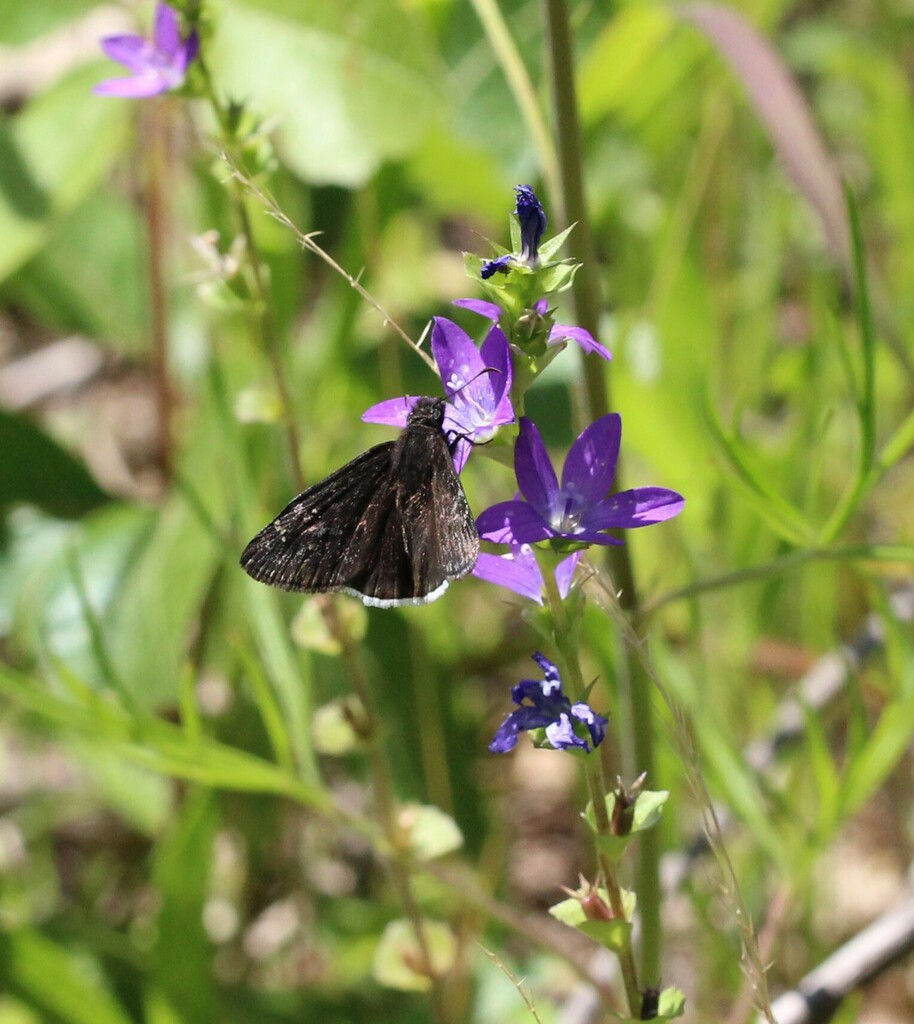 Funereal Duskywing From Smith County TX USA On May 01 2023 At 02 14