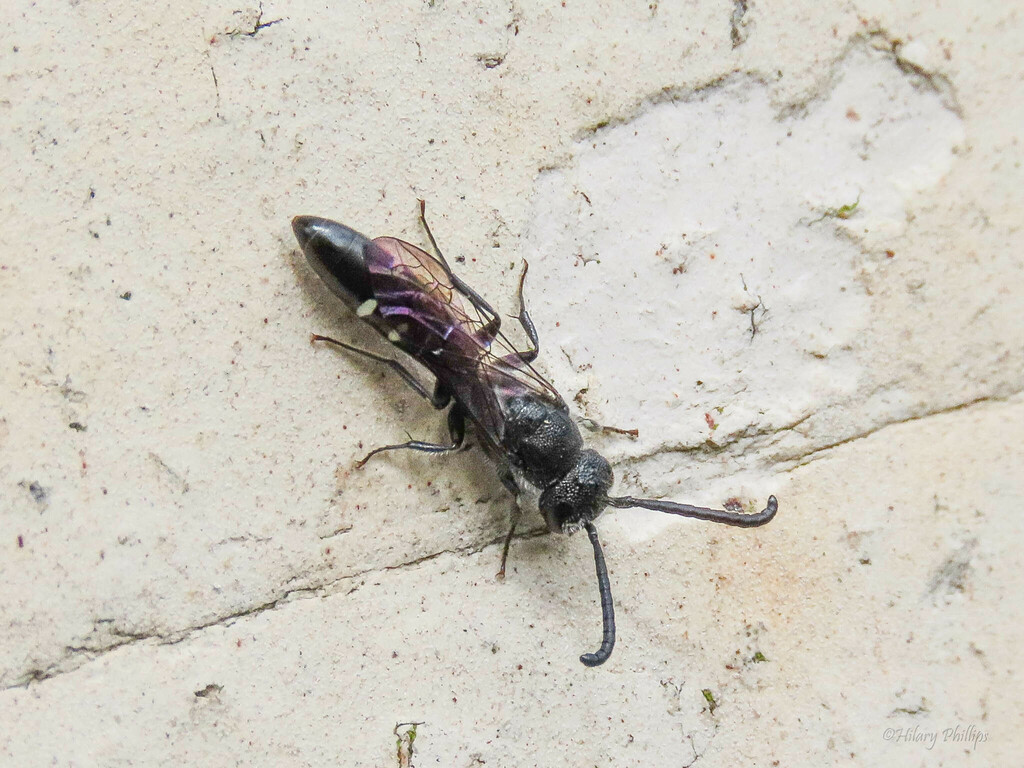 Five Spotted Club Horned Wasp From Cornwall England GB On May 02