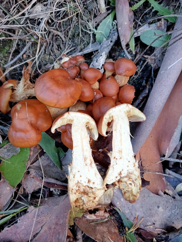 Common Gilled Mushrooms And Allies From Glenleith Dunedin 9010 New