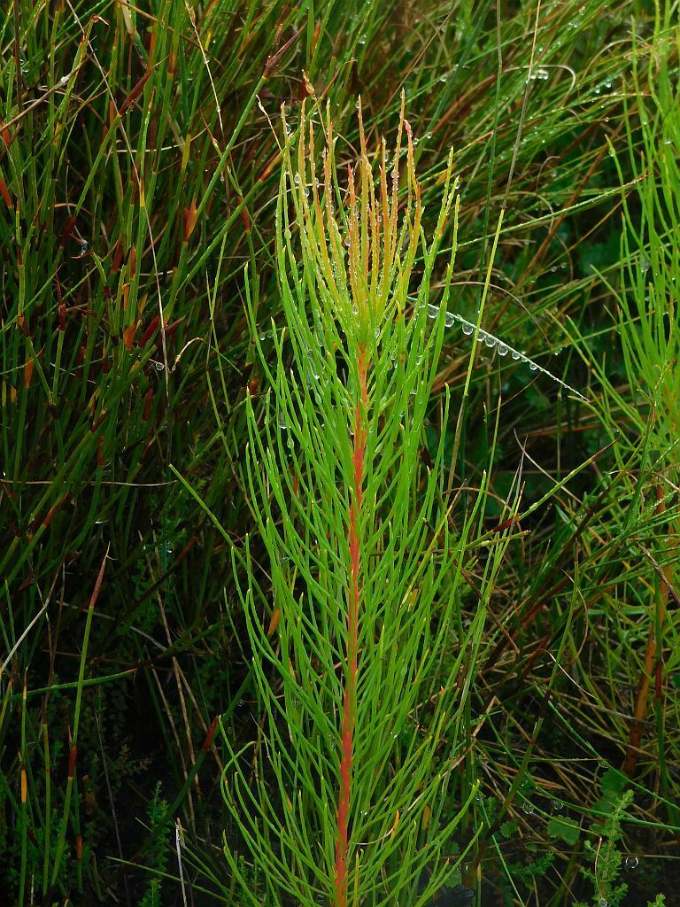 Lax Triplespoon From Greyton Nature Reserve 7233 South Africa On