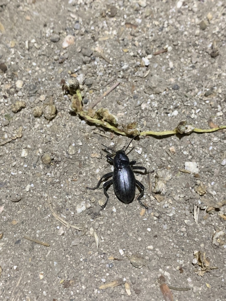 Eleodes carbonaria omissa from San Quintín B C México on April 30