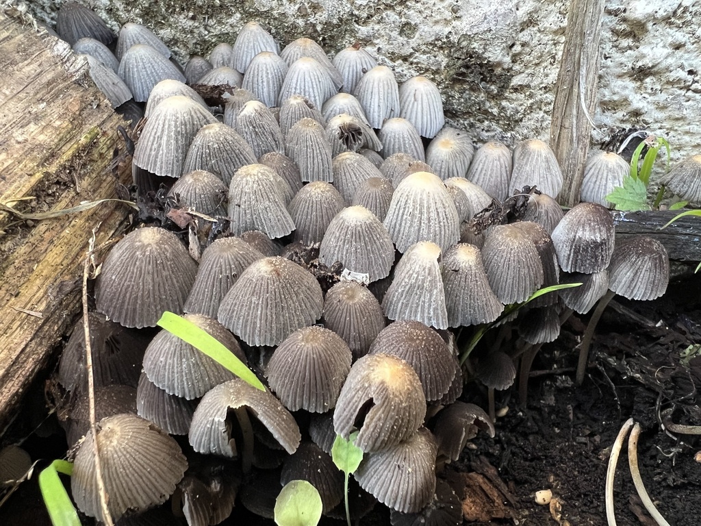 Coprinellus From Te Waipounamu South Island Dunedin Otago NZ On May