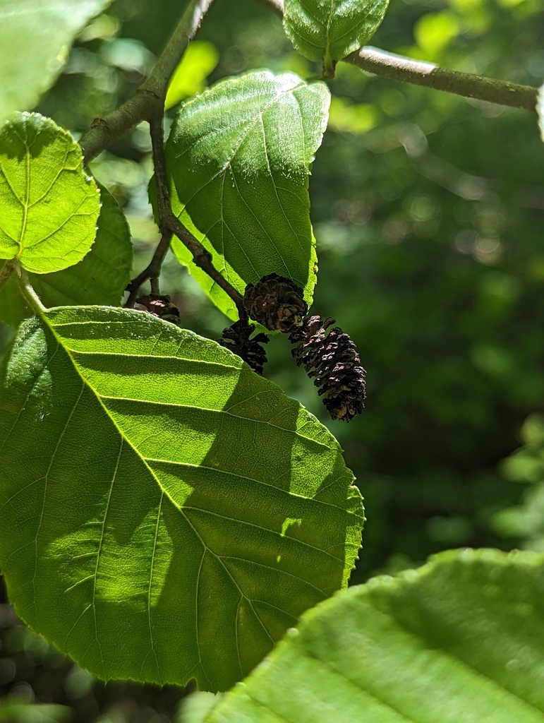 Smooth Alder From Prince William County VA USA On May 4 2023 At 01