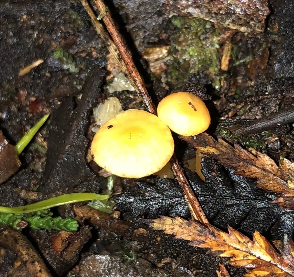 Common Gilled Mushrooms And Allies From Lake Mangamahoe South West