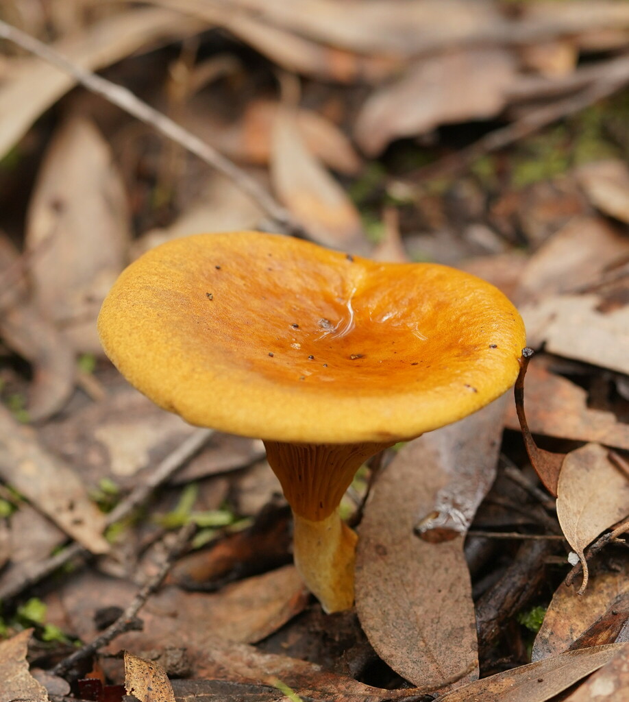 Austropaxillus Infundibuliformis From Cathedral Range Murrindindi