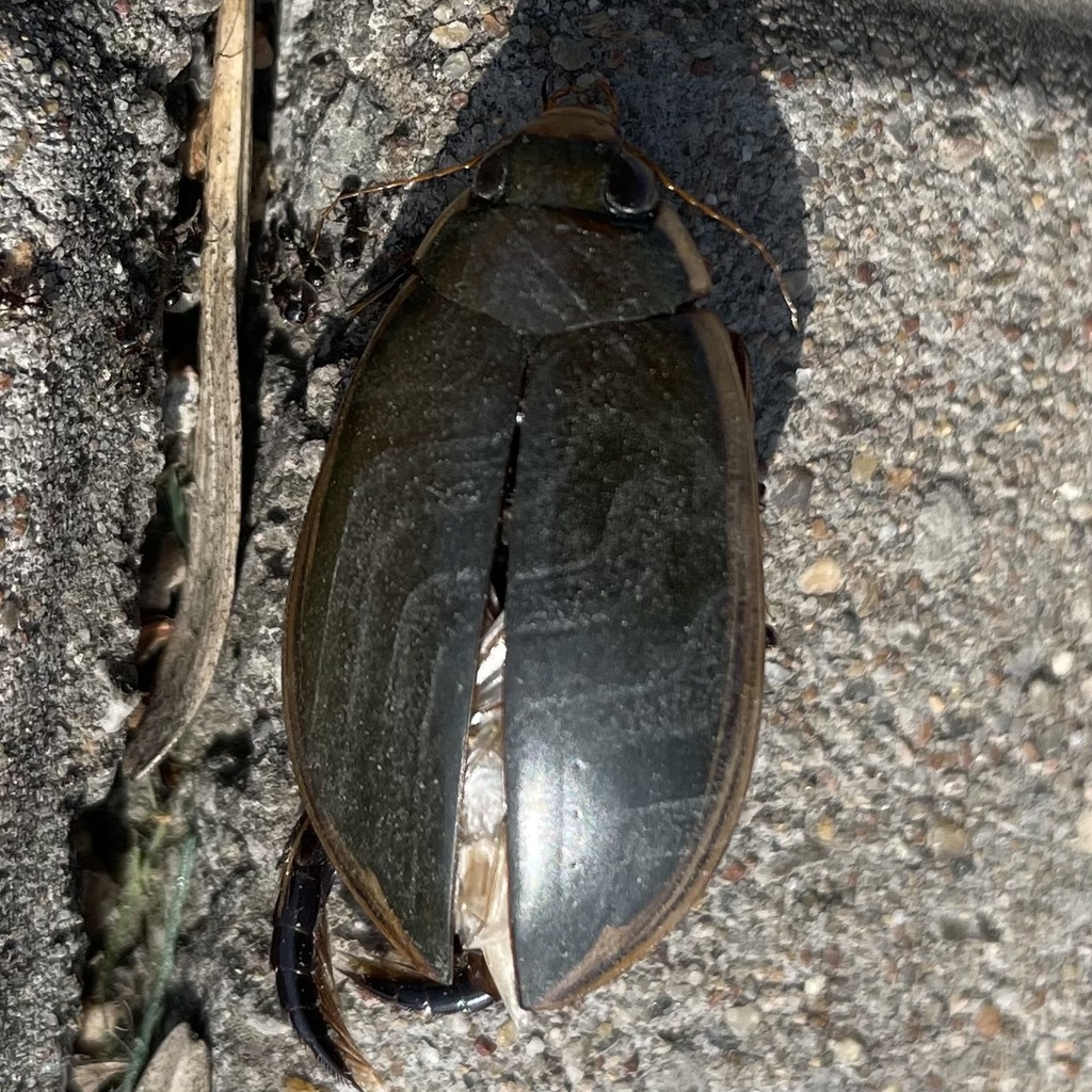 Cybister tripunctatus from 即墨区 青岛市 山东省 CN on May 6 2023 at 03 23 PM