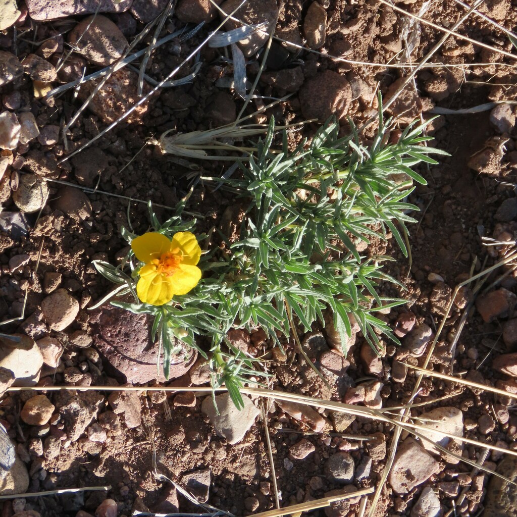 Rocky Mountain Zinnia From Cochise County Az Usa On May At