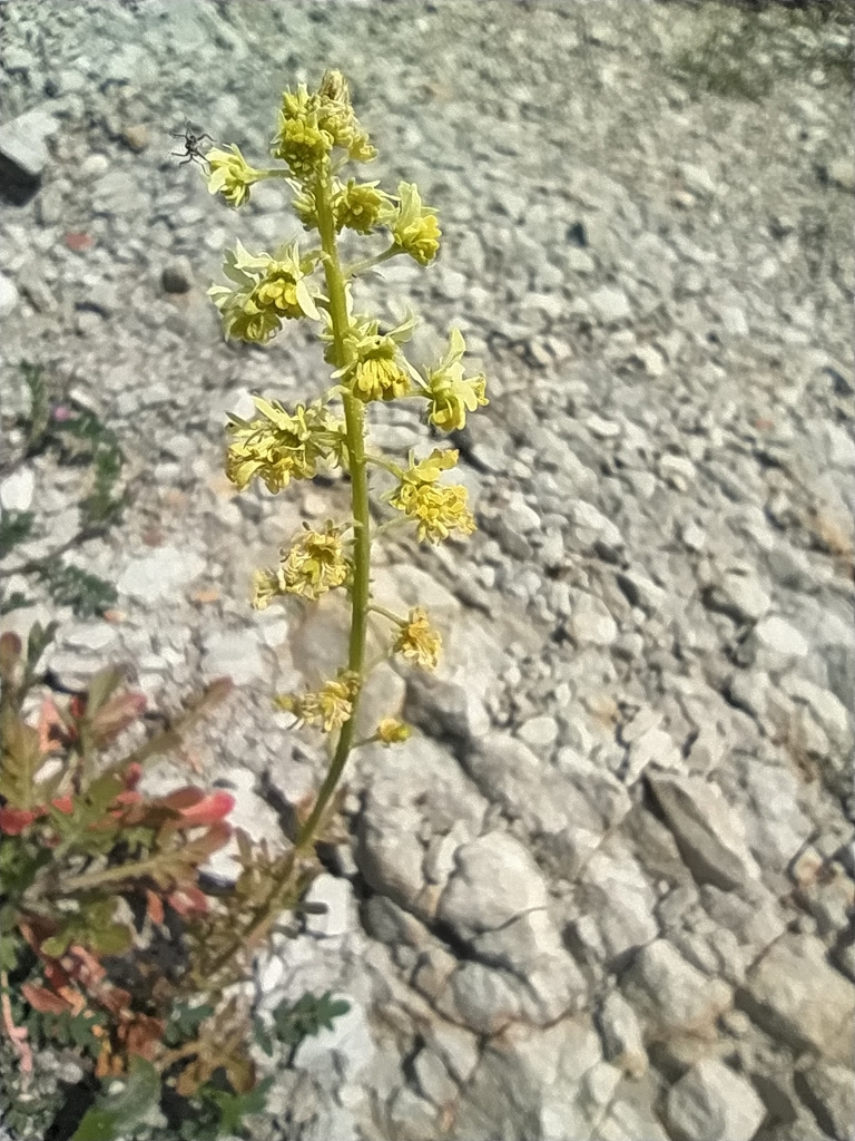 Wild Mignonette From BELLEGRA Cimitero F14199 00030 Bellegra RM