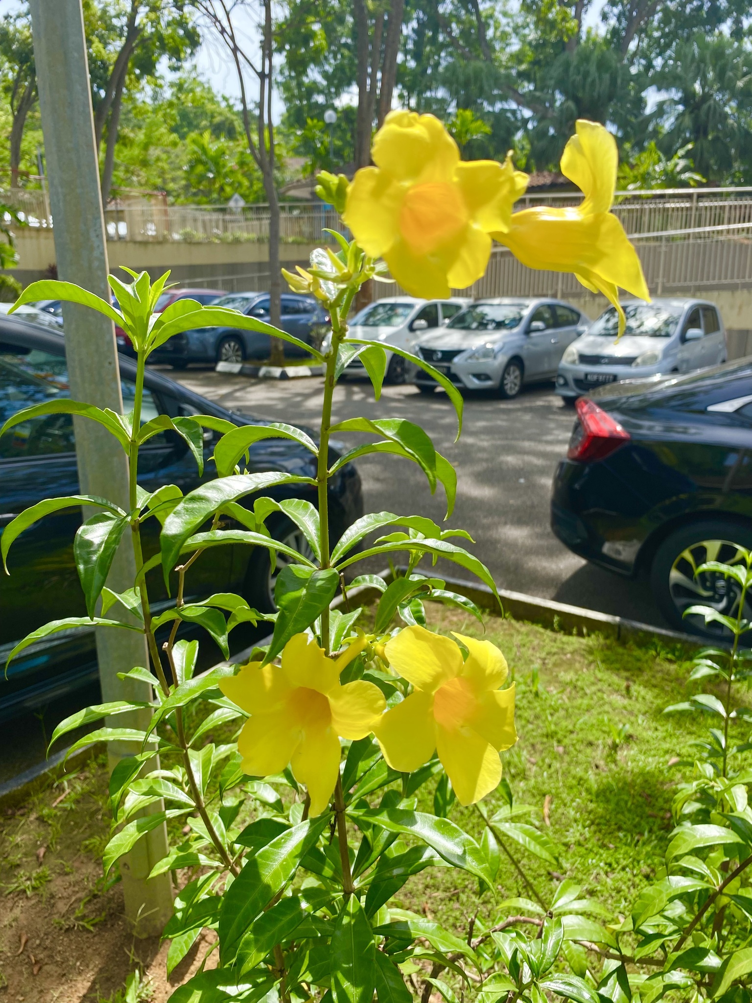 Allamanda Schottii Pohl