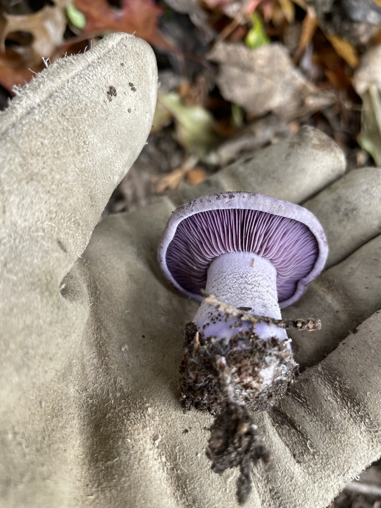 Blewit From Te Waipounamu South Island Christchurch Canterbury Nz On