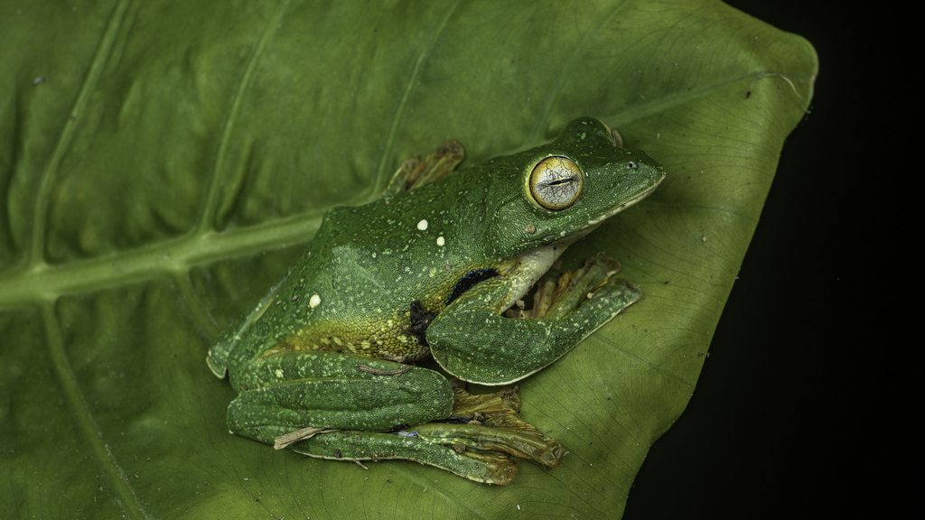 Black webbed Flying Frog from 中国云南省西双版纳傣族自治州勐腊县 on March 26 2023 at 10