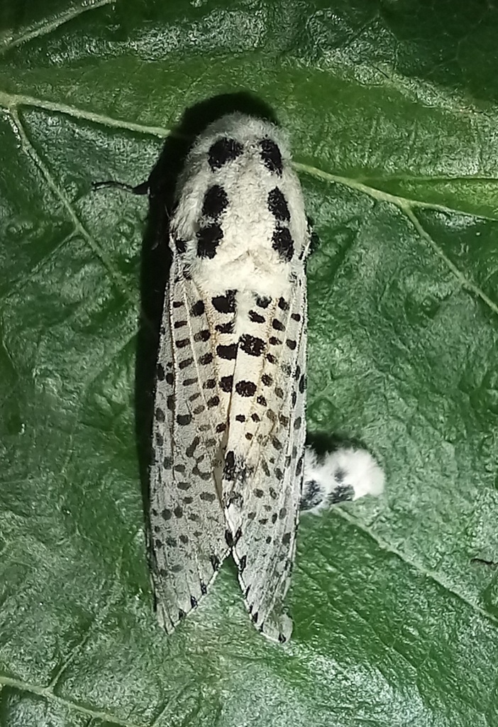 Wood Leopard Moth From Escola Secund Ria Jos Gomes Ferreira On May