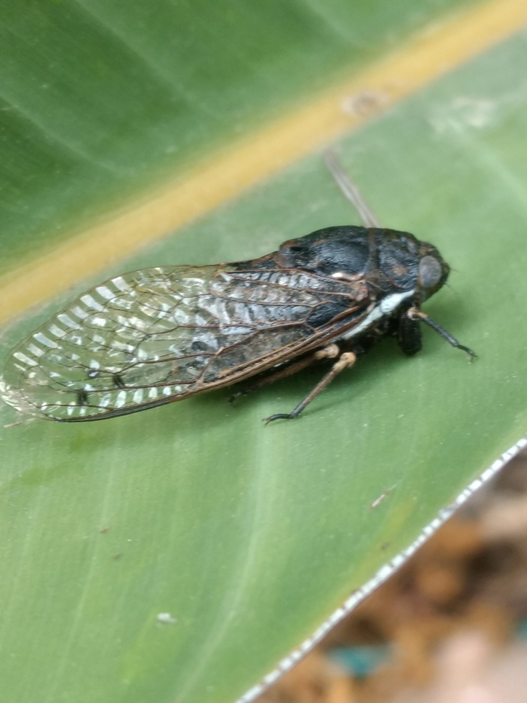 Cacama Carbonaria From Cabecera Municipal San Andres Huayapam San