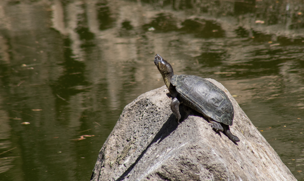 Mexican Mud Turtle From Colinas De San Javier Guadalajara Jal