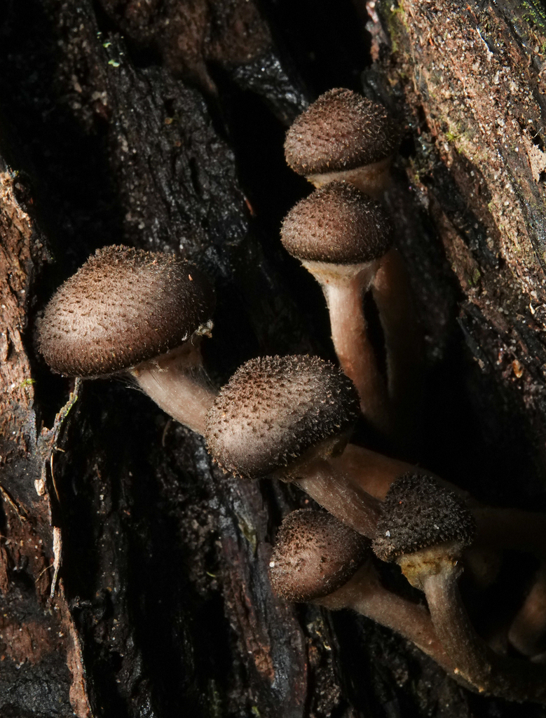 Austral Honey Mushroom From Sydney NSW Australia On May 11 2023 At 10