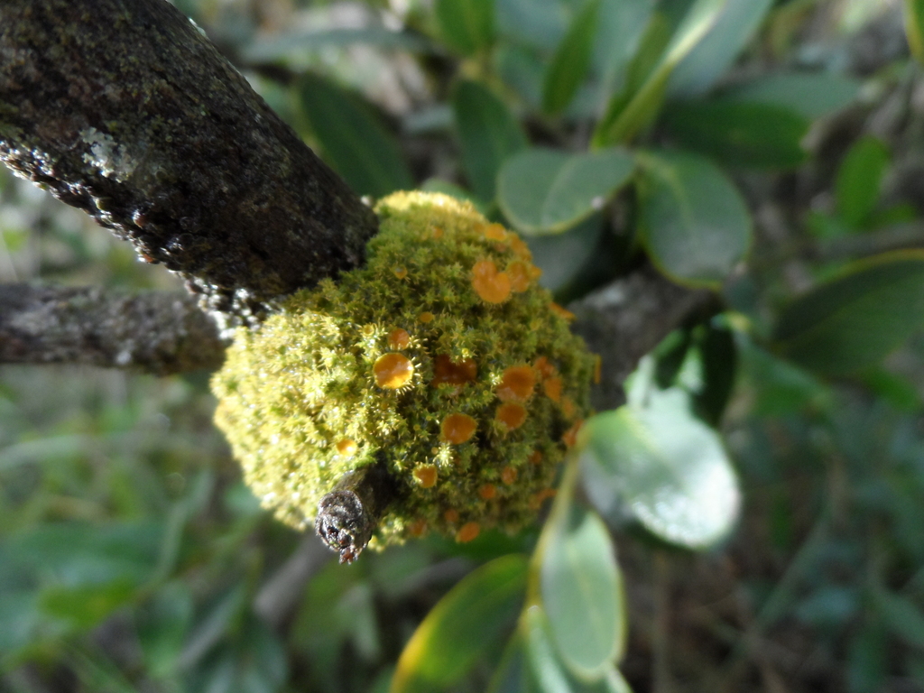 Golden eye Lichen from Guadalupe Victoria Pue México on November 3