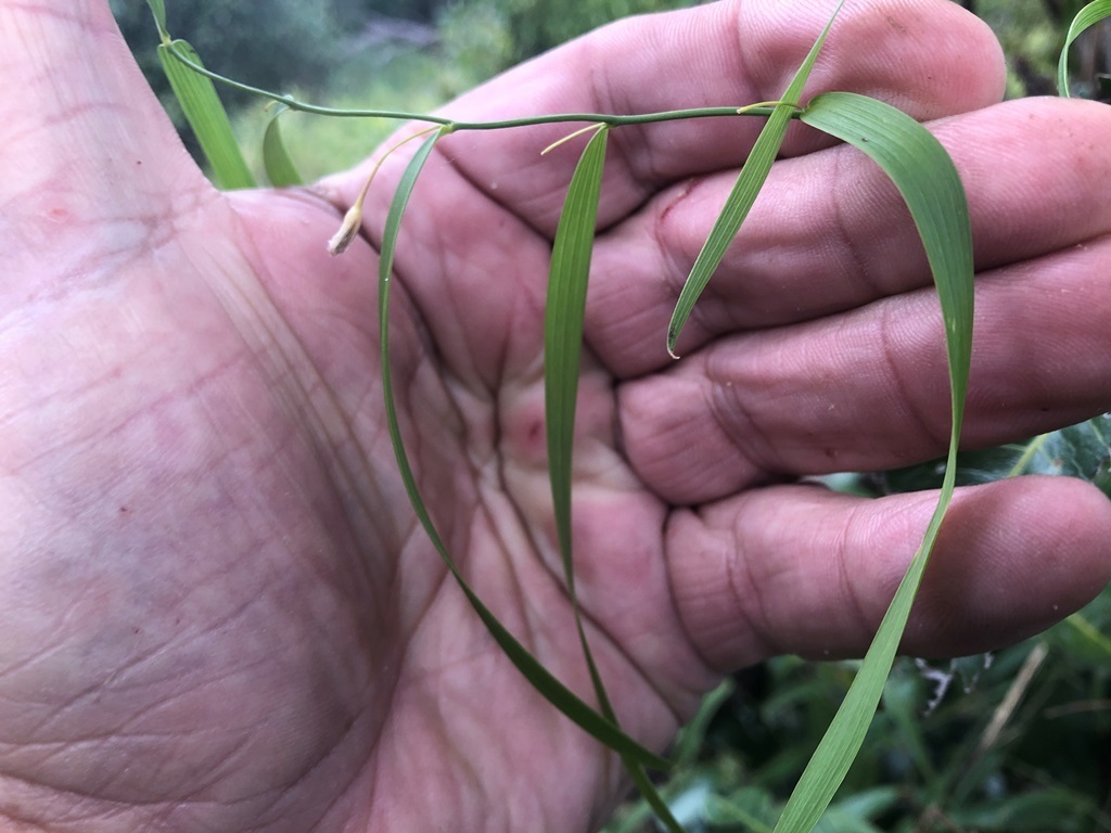 Wombat Berry From Redbank Creek QLD 4312 Australia On May 13 2023 At