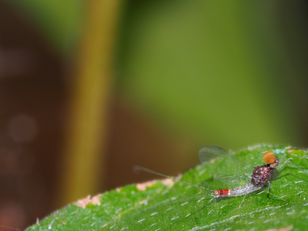 Small Mayflies From Q Xw M Pante Macassar Timor Leste On May