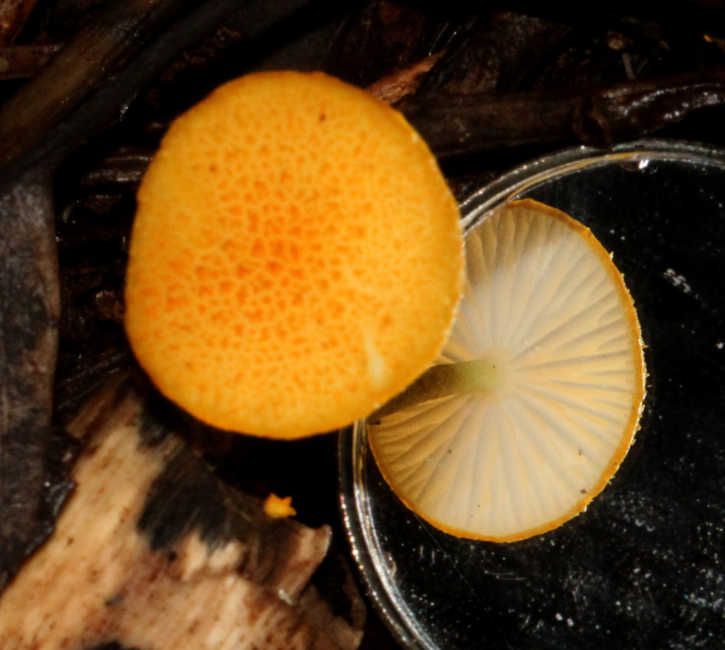 Golden Scruffy Collybia From Palm Grove Tamborine Mountain QLD 4272