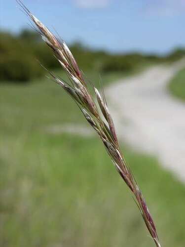 Helictochloa 002 Spickzettel Poaceae INaturalist