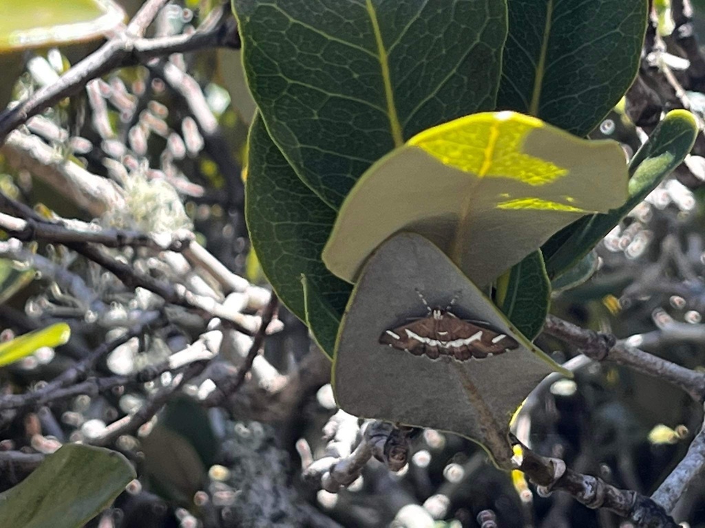 Hawaiian Beet Webworm Moth From Waikareao West Reserve Tauranga Bay