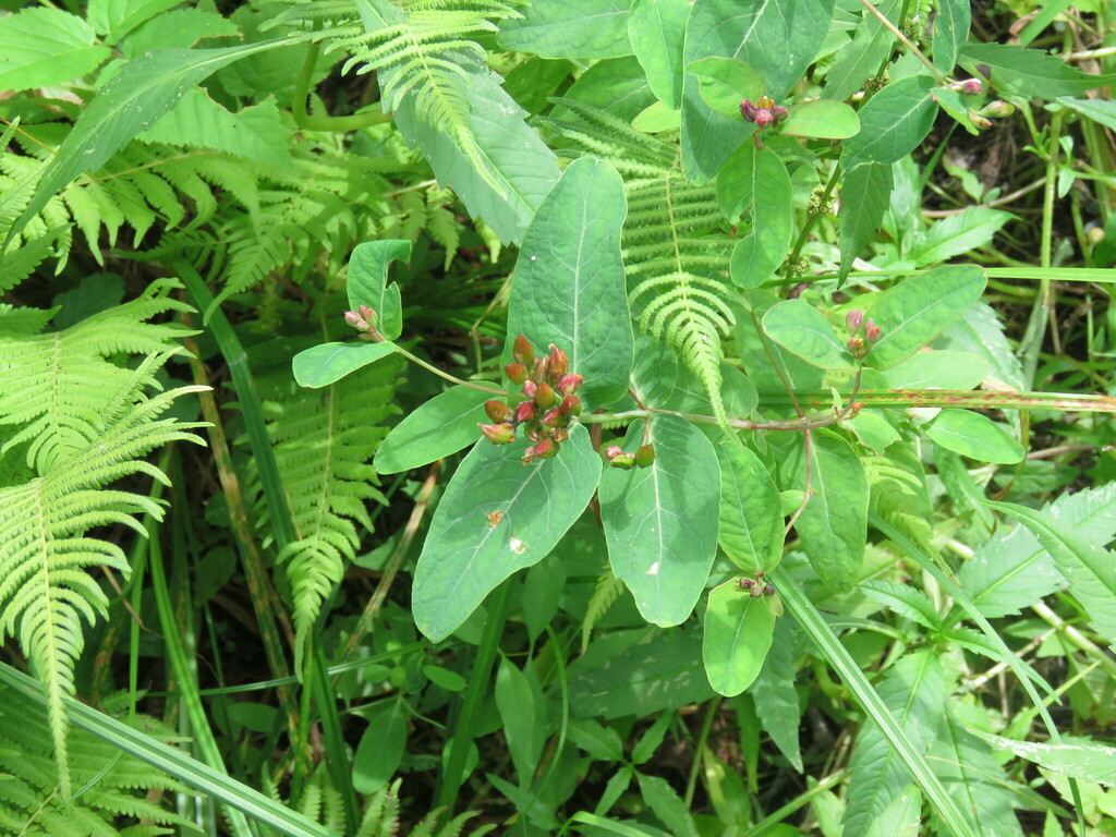 Fraser S Marsh St John S Wort From Chittenden County VT USA On