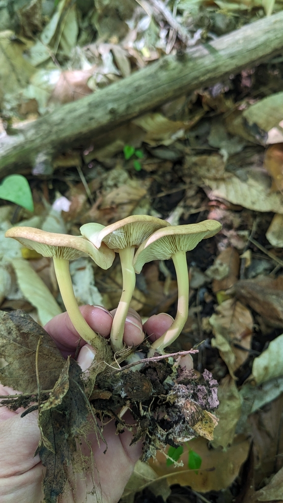 Gymnopus Subsulphureus From Chesterton In Usa On May