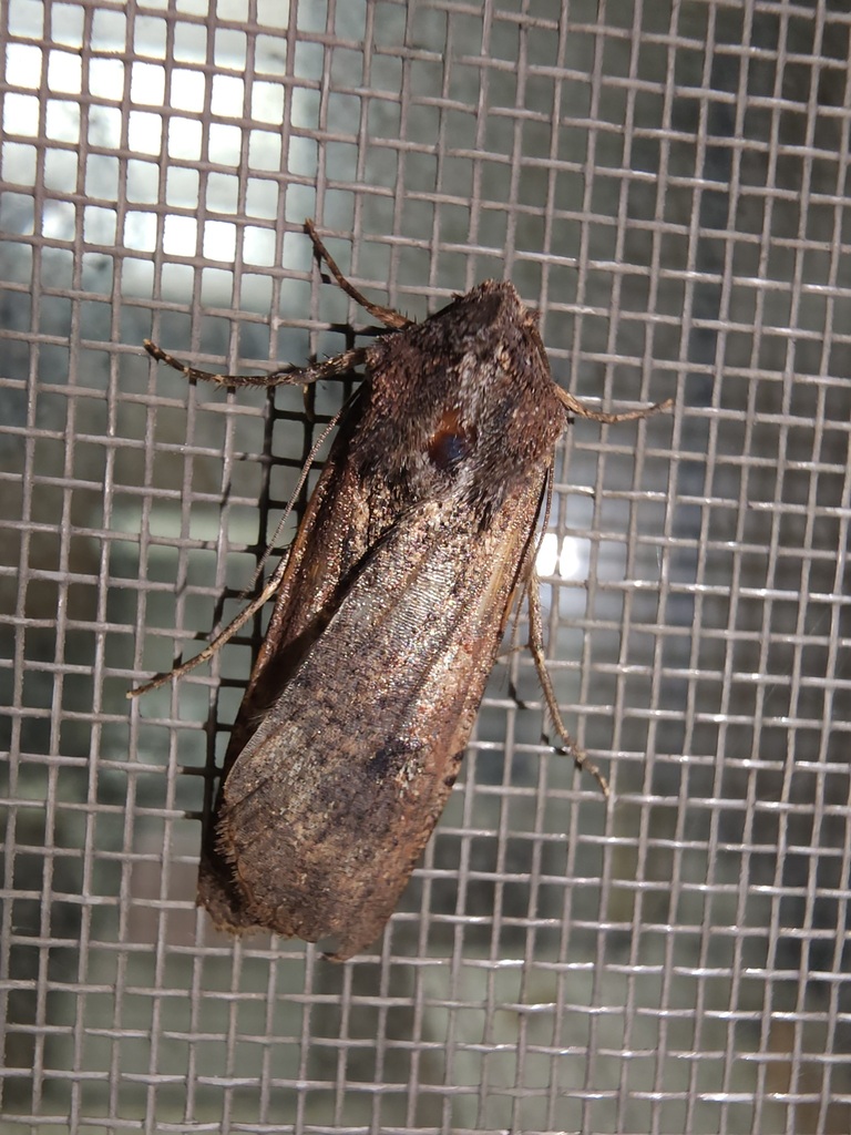 Variegated Cutworm Moth In April By Hidono Inaturalist