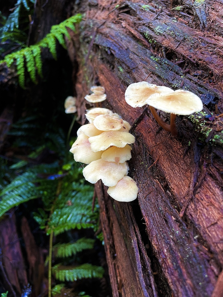 Rhodocollybia Eucalyptorum From Mornington Peninsula National Park