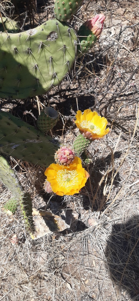 Opuntia lasiacantha from Querétaro MX QE MX on April 28 2023 at 01