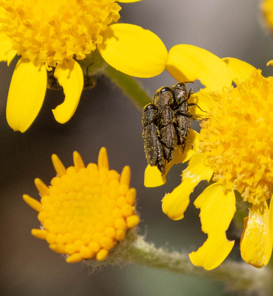 Melanthaxia From Cochise County AZ USA On April 15 2023 At 11 34 AM