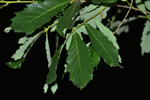 Variedad Quercus Aliena Acuteserrata NaturaLista Mexico