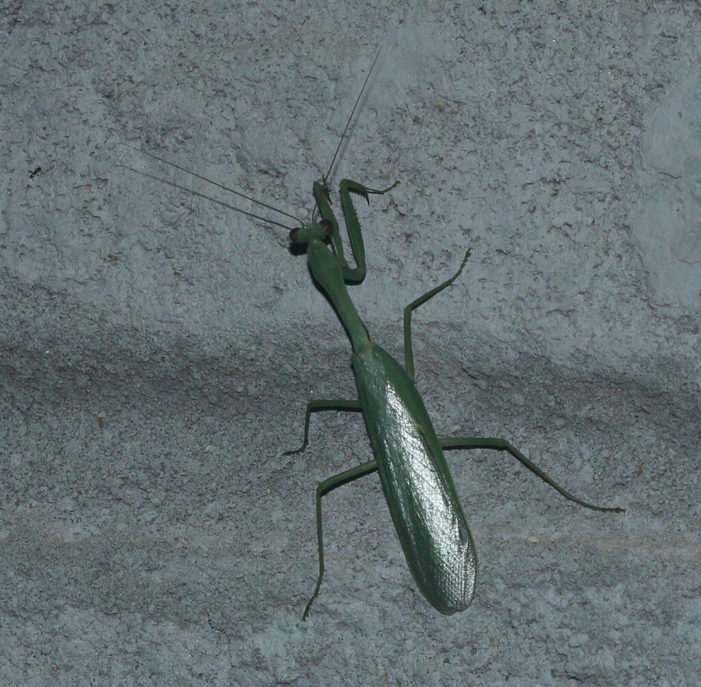 Giant Asian Mantises From Guddekeri Karnataka 577424 India On May 12