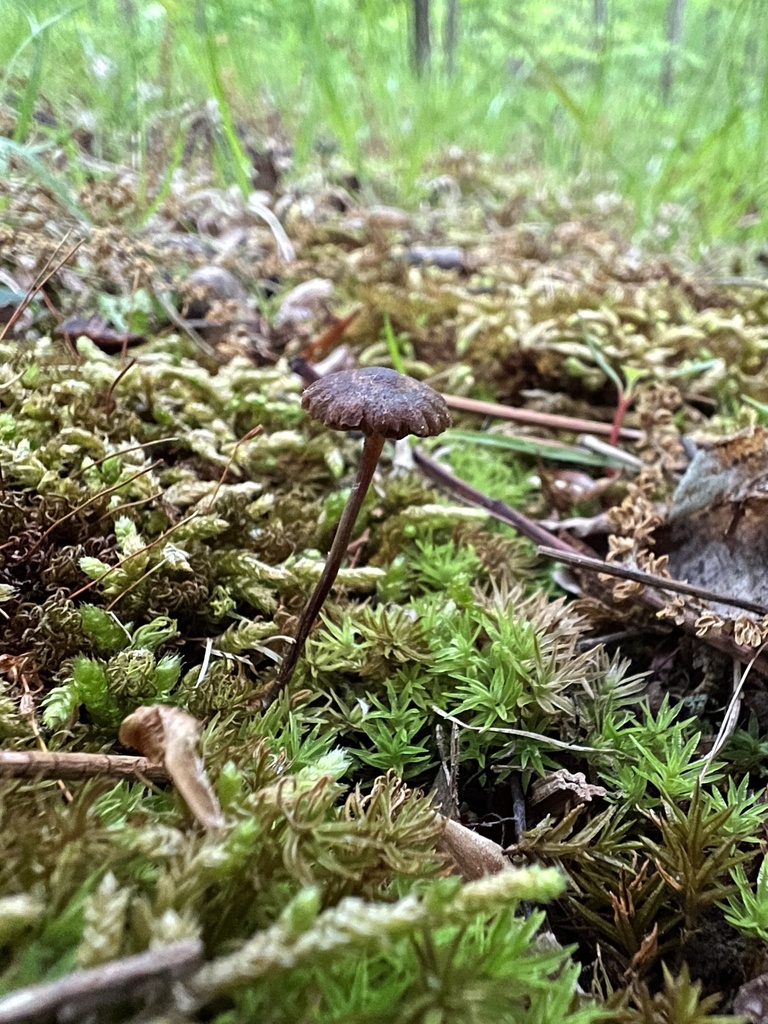 Common Gilled Mushrooms And Allies From Albert Johnson Rd Nashville