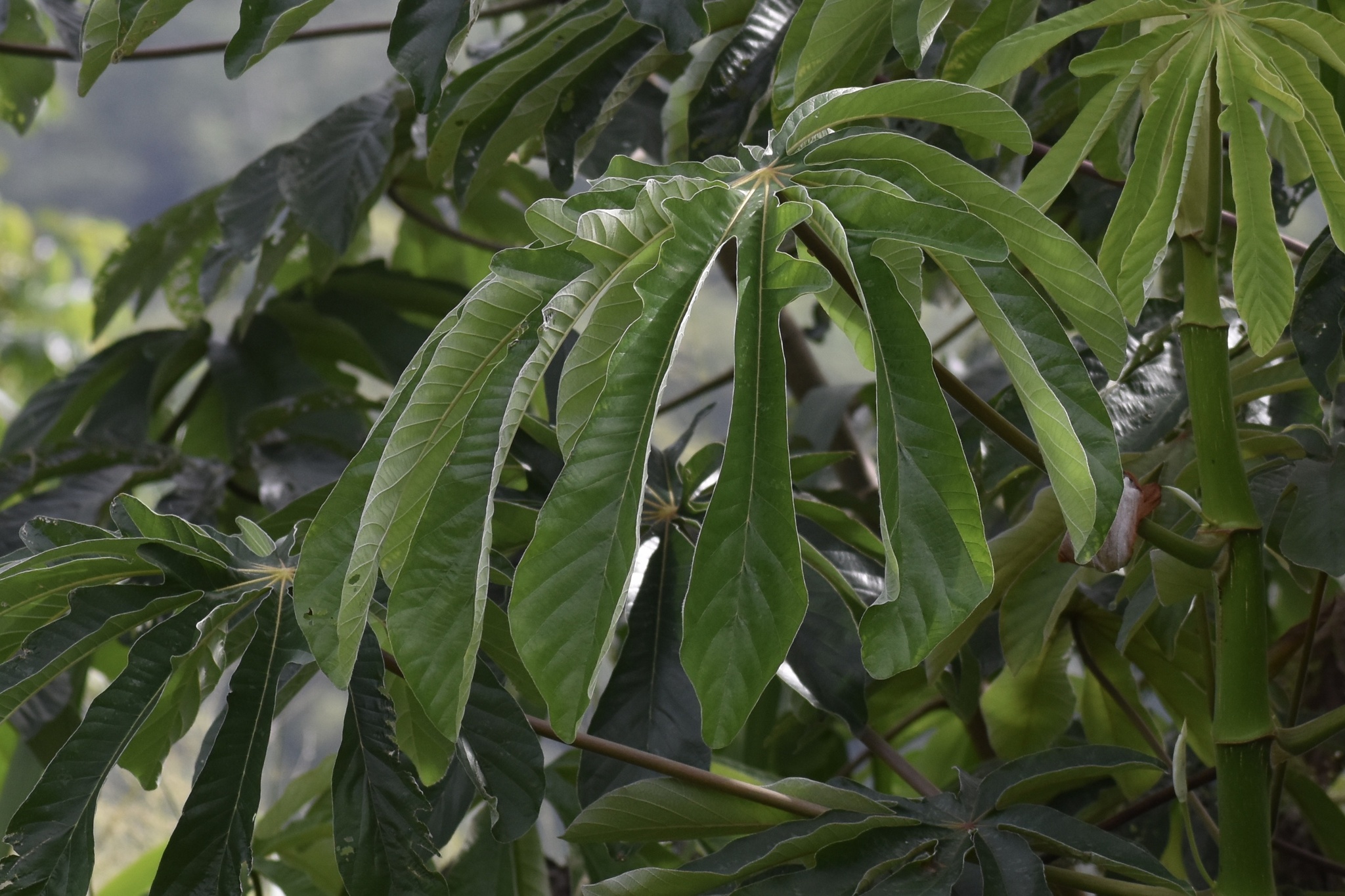 Cecropia Obtusifolia Bertol