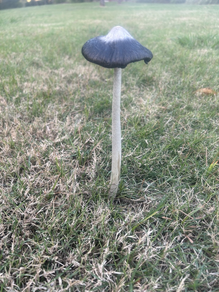 Common Gilled Mushrooms And Allies From Magpie Cr Redbank Plains QLD