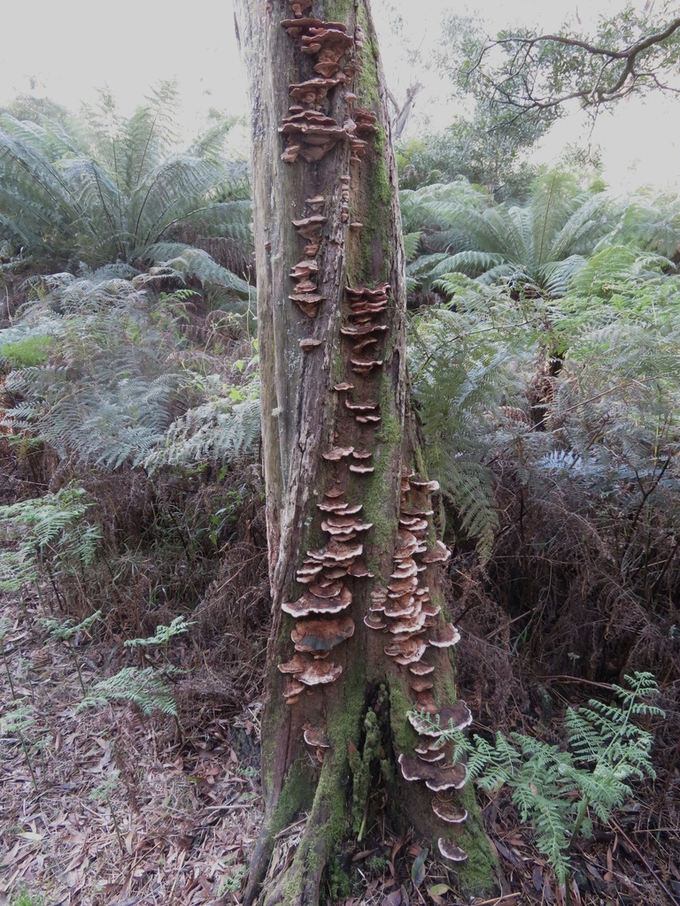 Shelf Fungi From Main Ridge Nature Conservation Reserve Main Ridge