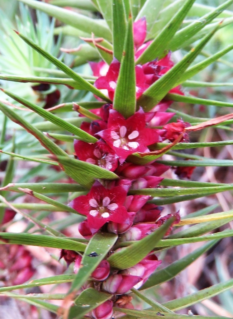 Melichrus Erubescens In May By Chris Jonkers Inaturalist