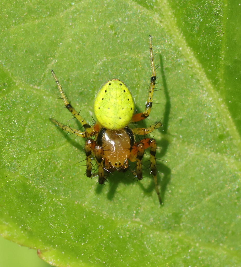 Cucumber Spiders From Oudalle France On May At Pm By