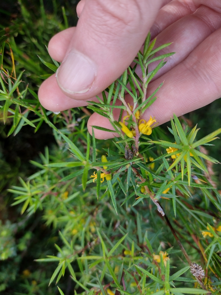 Prickly Geebung From West Coast TAS 7321 Australia On May 19 2023 At